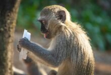 analyze line behavior effectively