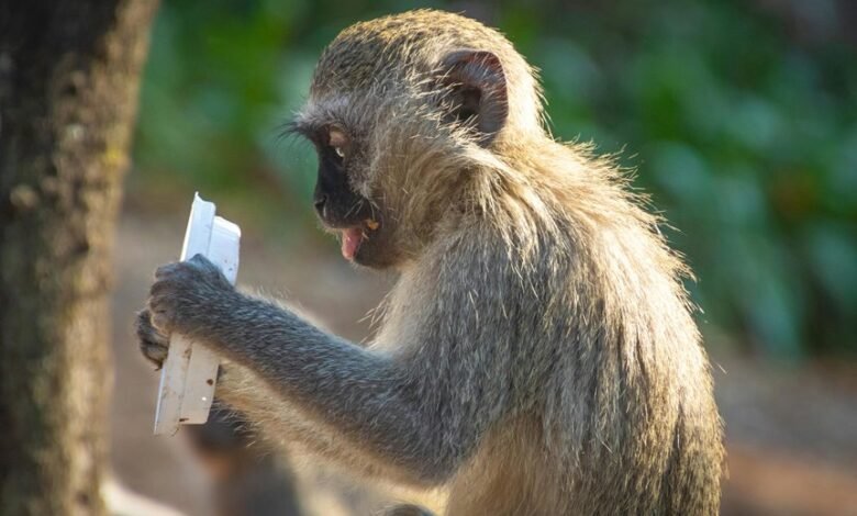 analyze line behavior effectively