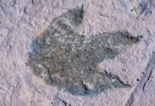 track phone number history